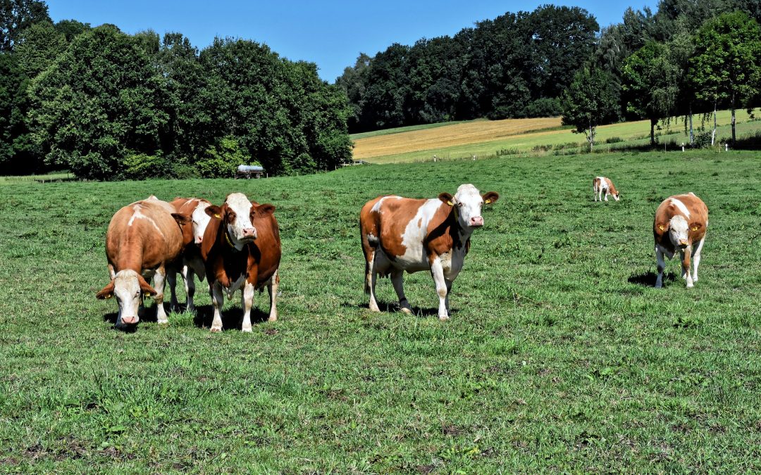 Solicitare adresată Ministerului Agriculturii și Dezvoltării Rurale privind îmbunătățirea  legislației în domeniul închirierii pășunilor/pajiștilor din domeniul public al unităților administrativ teritoriale.